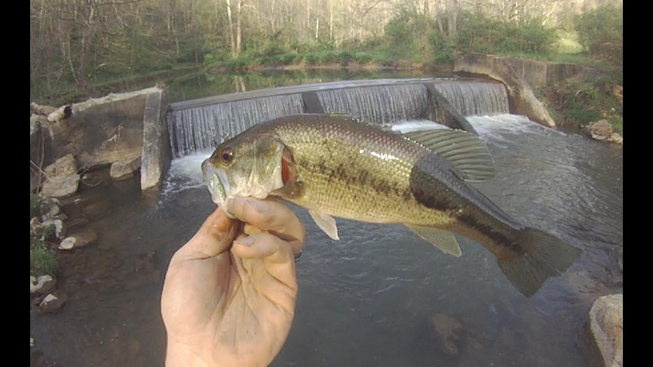 Spotted Bass fishing and minnow seining video YouTube