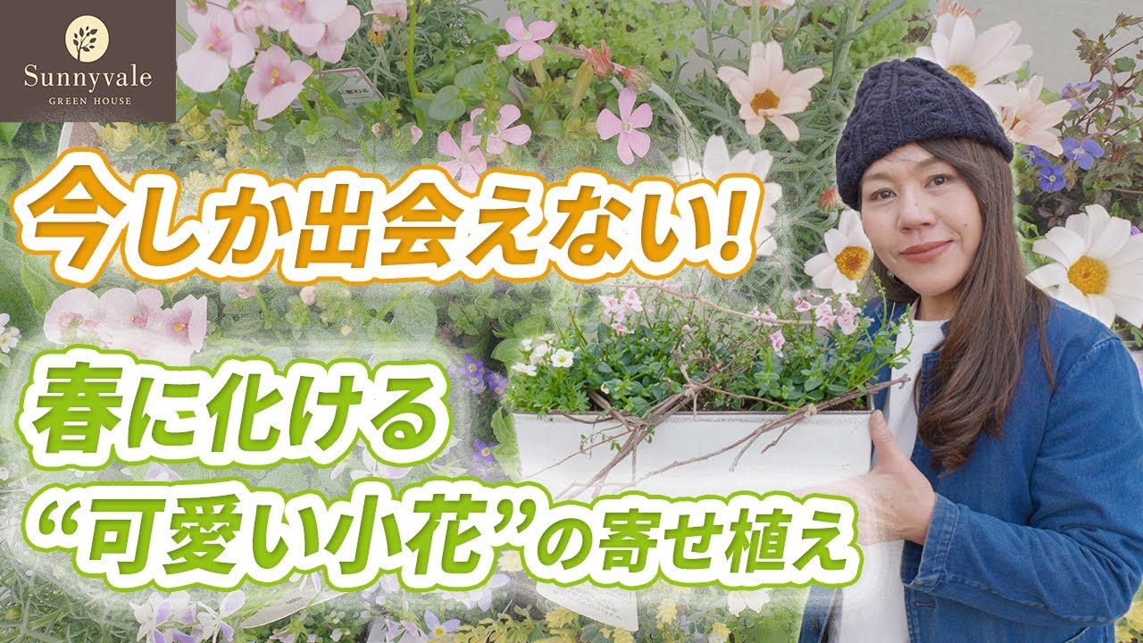 【見逃し注意】今仕込む人だけが楽しめる、春の小花を使った可愛い寄せ植えをご紹介♪