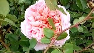 Обзор роза Абрахам Дерби