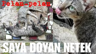 Full versi | kucing dewasa suka ...