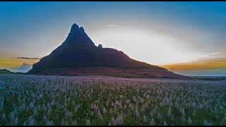 Magical pitons behind a field of sugar cane flowers