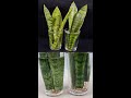 Snake Plant Propagation by Leaf Cuttings in Water#Shorts