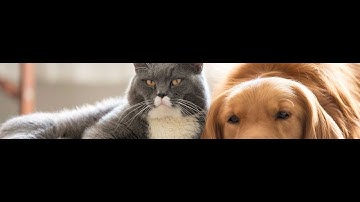 Implementasi Model CNN untuk klasifikasi Biner pada dataset Kucing dan Anjing