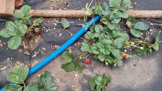 видео: Изучаю проблему! Привожу в порядок клубнику!# Как быть дальше!#Подготовка документов#Работанаогороде картинка: Изучаю проблему! Привожу в порядок клубнику!# Как быть дальше!#Подготовка документов#Работанаогороде