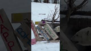 Birthday Enrichment for Polar Bear Siku