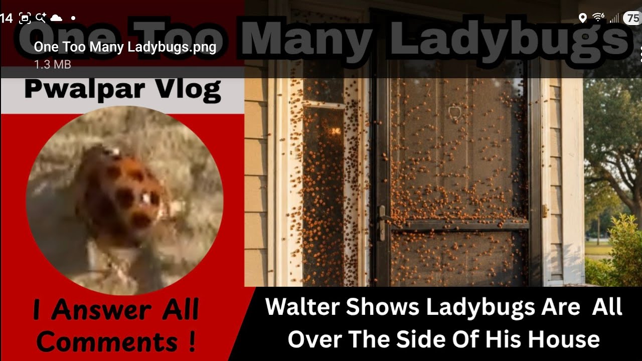 Слишком много божьих коровок Pwalpar Vlog 11 08 2025
