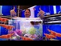 Tuto un aquarium facile pour crevettes   toopet