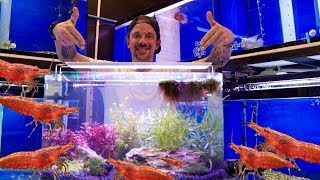 TUTO UN AQUARIUM FACILE POUR CREVETTES ! - TOOPET