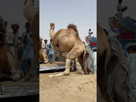 ھ ذ ا ٱل ج م ل ل ا ي ر يد أ ن ي ص ع د إ ل ى ٱلش اح ن ة ٱن ظ ر وا