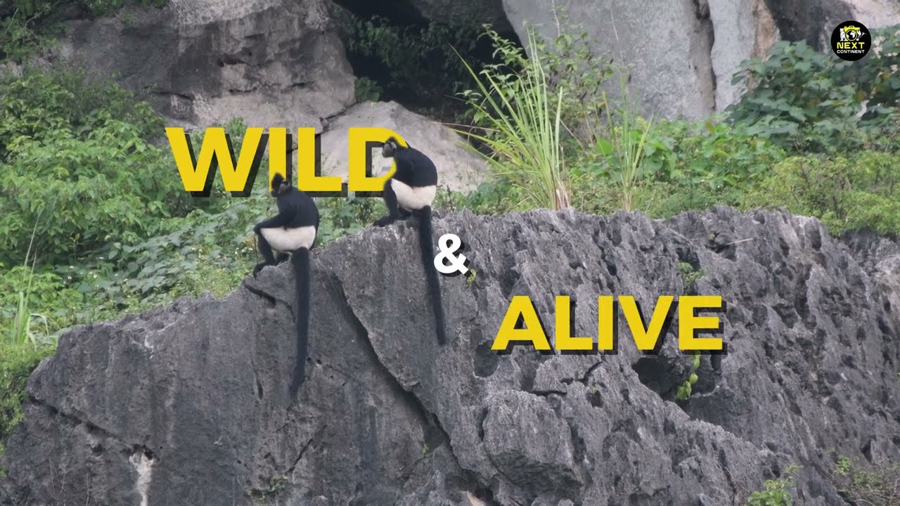 Ninh Binh Nature Tour: Langurs, Limestone Karst and Wetland Wonders