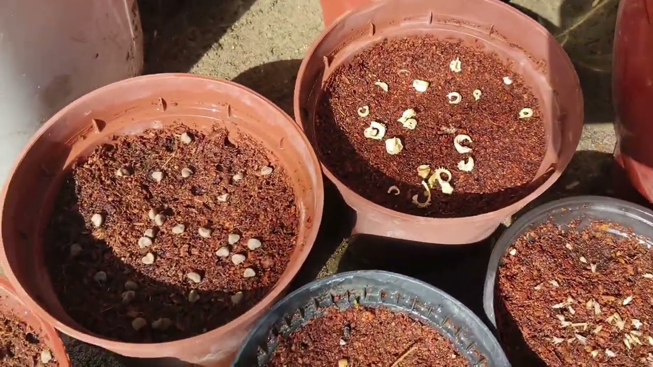 زراعه البذور الموسميه عن طريق المغلفات