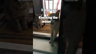 Lovely Street Cats Waiting For The Foods.