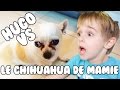 Hugo vs le chihuahua de mamie  angie la crazy srie