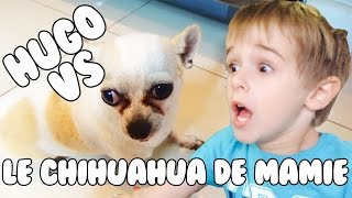 HUGO vs le CHIHUAHUA de Mamie!!!  Angie la Crazy Série