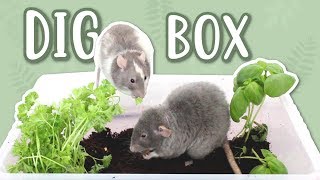 PLANTED DIG BOX FOR RATS!