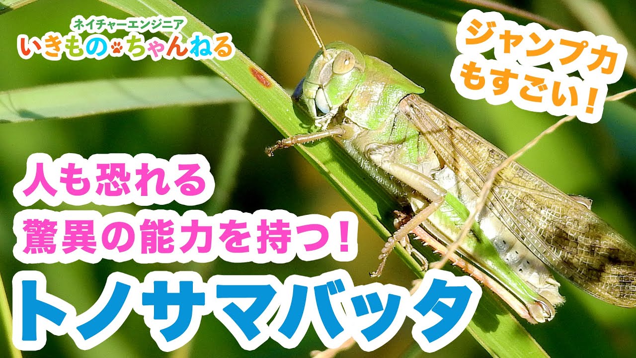 トノサマバッタの驚異の飛行能力！人も恐れる飛蝗と蝗害とは - YouTube