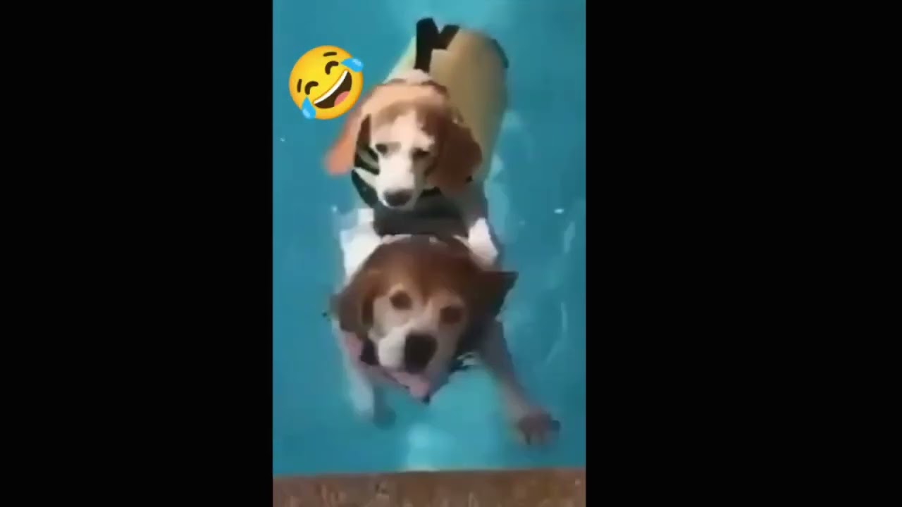 TUN _TUBE_FUN | cute animal videos funny | cute animal love ❤️💖 | Pets & Animals 2023 #9