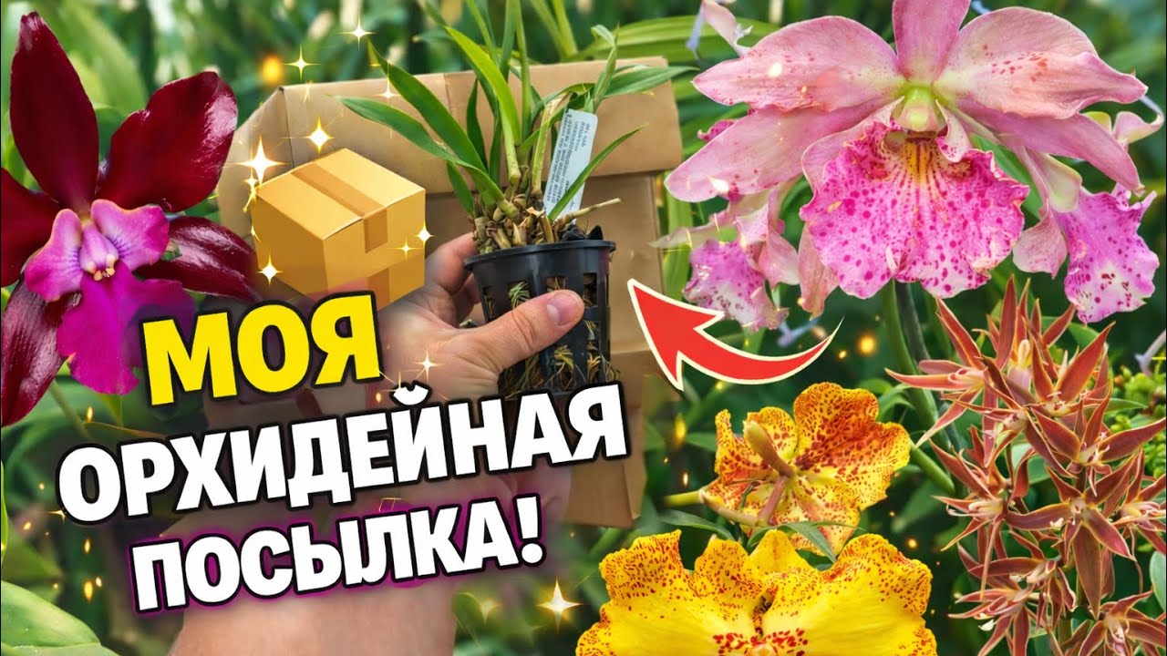 Распаковка орхидей из магазина orchid_rus|| И орхидеи из германии || Как я обрабатываю новые орхидеи
