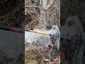 Unclogging Highly Pressurized Thirsty Tree Culvert Pipe