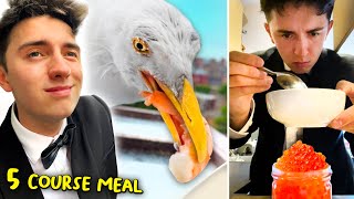 Feeding My Pet Seagull a 5-Course Meal For 100 Days Together!