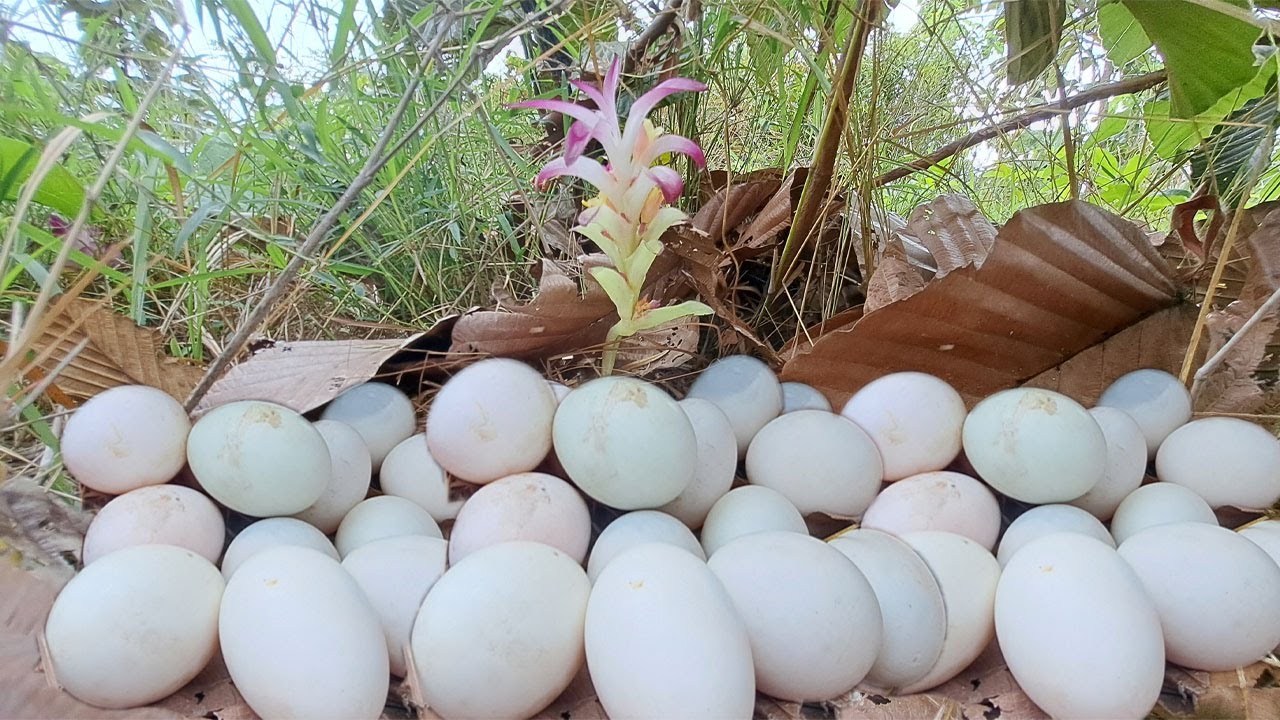 Wow wow! Pick lots of duck eggs near the water's edge, picking the best ones by hand.
