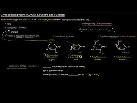 Glycosaminoglycans (GAGs): Structure and Function - Intro [free sample]