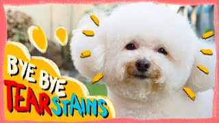 How to Remove and Prevent Dog Tear Stains in 2022 |Tear Stains 101| The Poodle Mom by The Poodle Mom 55,659 views 1 year ago 13 minutes, 49 seconds