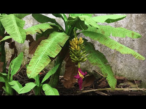 ABC TV | How To Make Banana Tree From Crepe Paper - Craft Tutorial