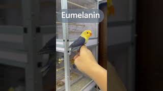 What is Eumelanin & Psittacine in Love Birds screenshot 4