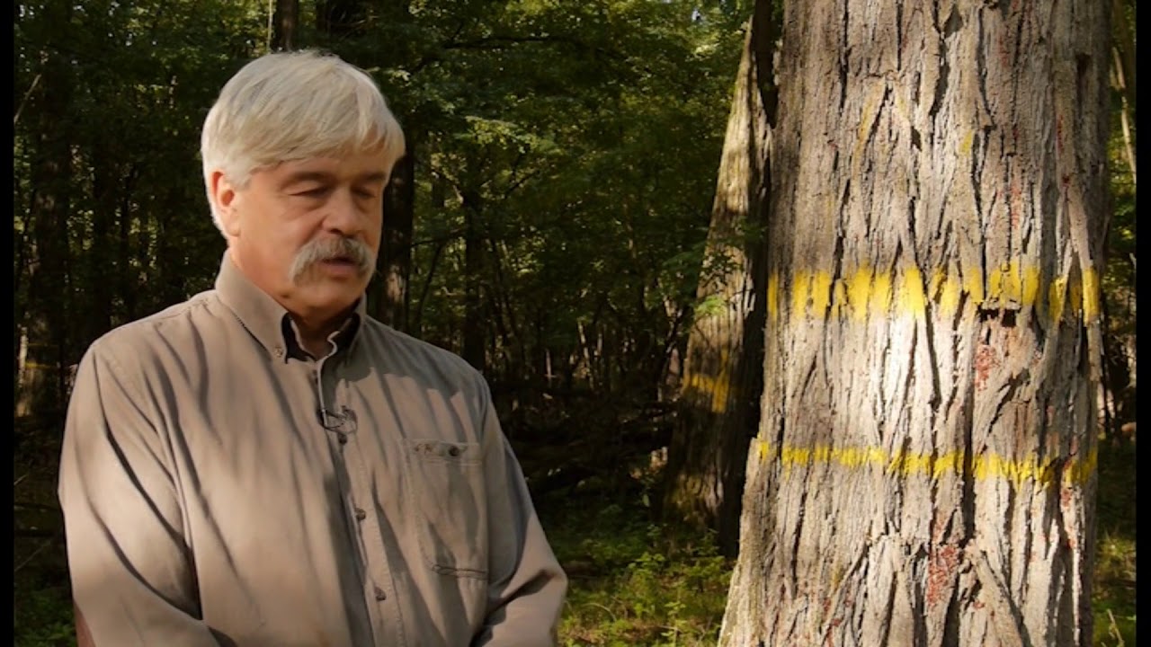 A „Szacsvay akác – Elődeink öröksége, a Gúthi erdő büszkesége”