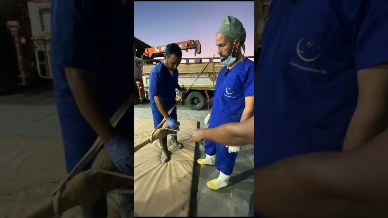 حالة تورم والتهاب في خف ناقة