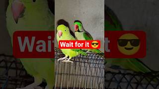 🦜 Mithu और Chotu की cutest bonding 😍💚#shorts#trendingshorts #viral #parrot