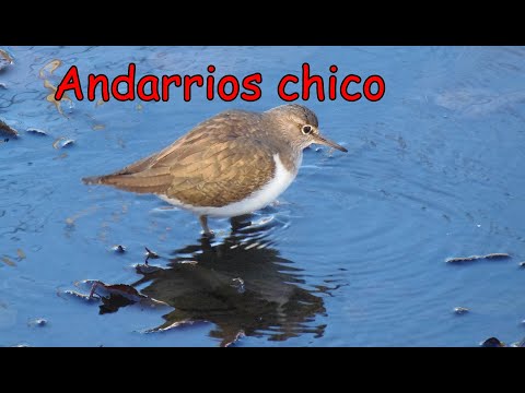Andarrios chico .