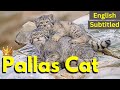 Pallas's Cat - A Strange Species || This Cat Make No Sense || Wonderful Creatures || 2021
