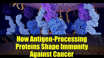 How Antigen-Processing Proteins Shape Immunity Against Cancer