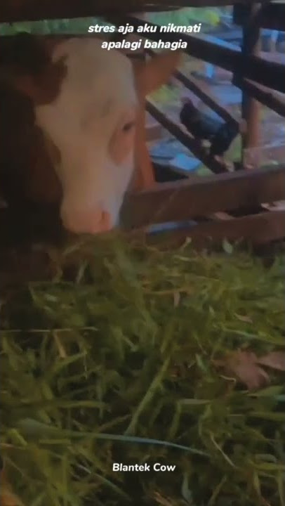 Story wa sapi//cocokbuatstory//30detik