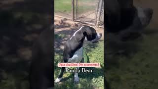 21 Dogs To Be Killed Today Act Fast Go To Stanislausshelterfriends Post Right Now