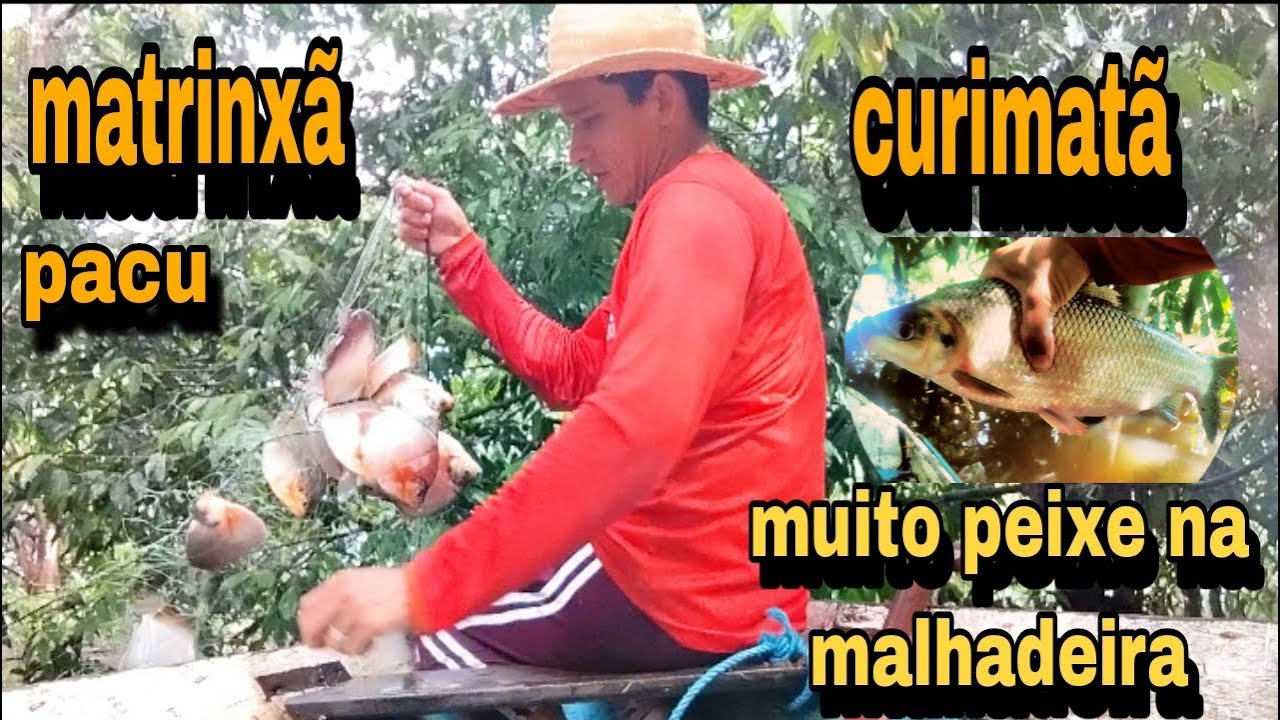 Matrixã Pescaria de PACU🐠 + CURIMATÃ 🐟e MATRINXÃ 🐟/ na beira do lago mais farto ...