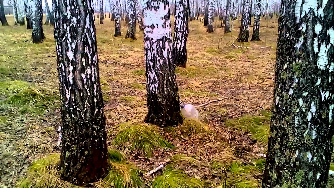 В саду пил березовый сок