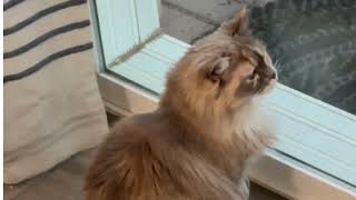 Arizona Cuddly Ragdoll Cats  Cute Missy Barks at the Birds  Listen to This!