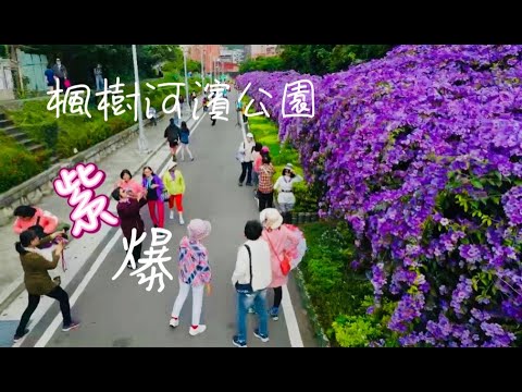 蒜香藤#【楓樹河濱公園】#【紫玲藤】#King#【新北泰山】#紫色花瀑#【新北景點】#【銀髮一起玩】#如夢似幻#浪漫粉紫花牆#【跟著領隊玩】#【楓樹河濱公園蒜香藤花海】