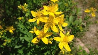 ご近所ハーブガーデン紹介６月セントジョーンズワート-St. John's wort-～自然のハーバルライフ～-HERB-Japanese Herb Garden