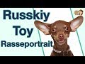 Russkiy Toy im Rasseportrait: Alles zu dieser verspielten Hunderasse!