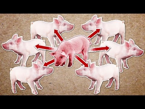 Video: Ar kiaulės nešioja listeriozę?