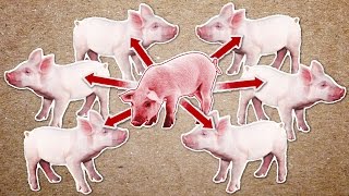 Pathogenic E.coli in Pigs