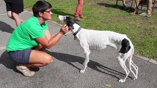 Lévrier sans Frontières / Baptême de Simba Lévrier Martyr #galgos #levriers #levrierssanafrontiére