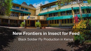 New Frontiers in Insect for Feed – Black Soldier Fly Production in Kenya