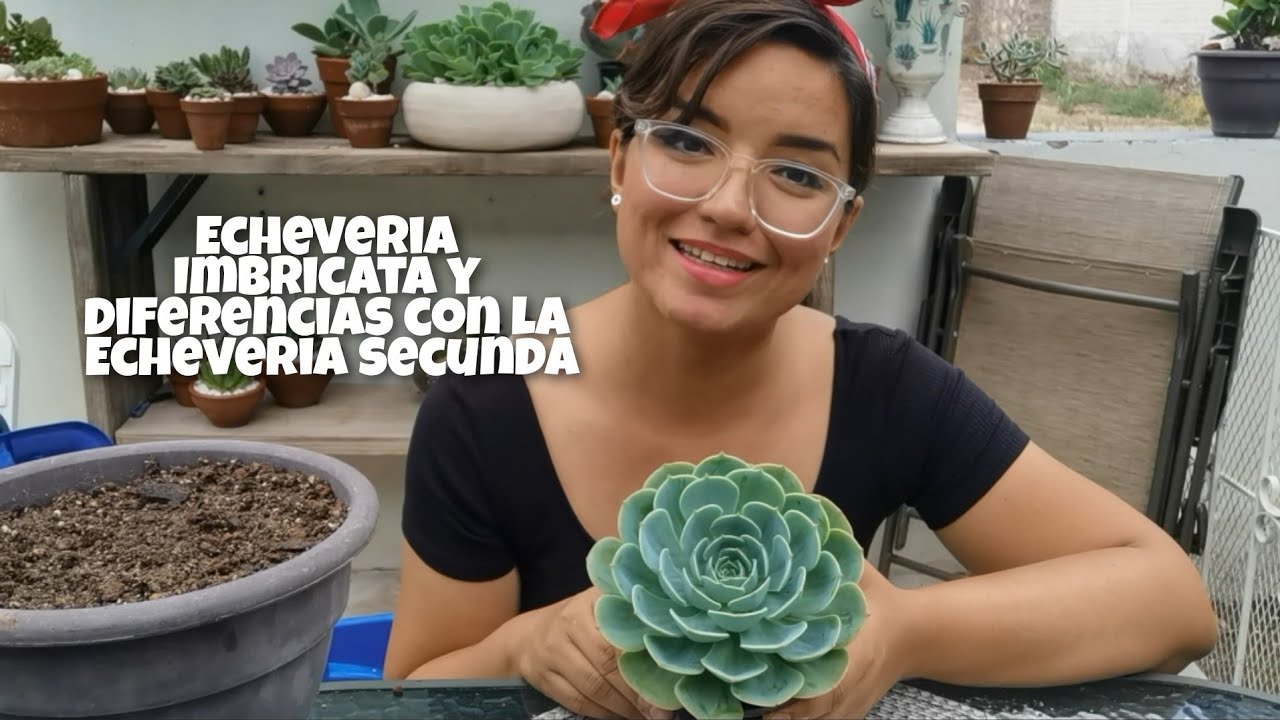Echeveria Imbricata // Diferencias con la Echeveria Secunda Glauca // Trasplante // Any Grc