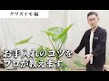 【観葉植物のプロが教える】クワズイモ 剪定のコツ！