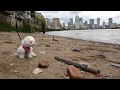 Coton de Tulear puppy diary - Week 7. Beach
